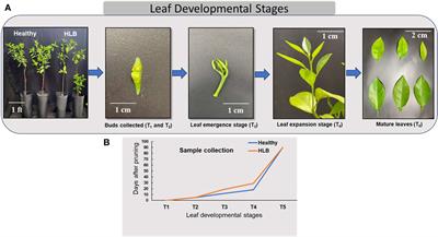 Poor shoot and leaf growth in Huanglongbing-affected sweet orange is associated with increased investment in defenses